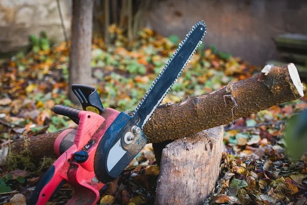 How to Trim Apple Trees in Brunswick, GA