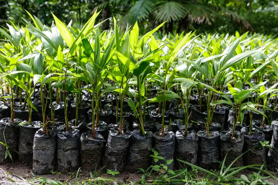 Palm Tree Planting Ideas in Brunswick, GA